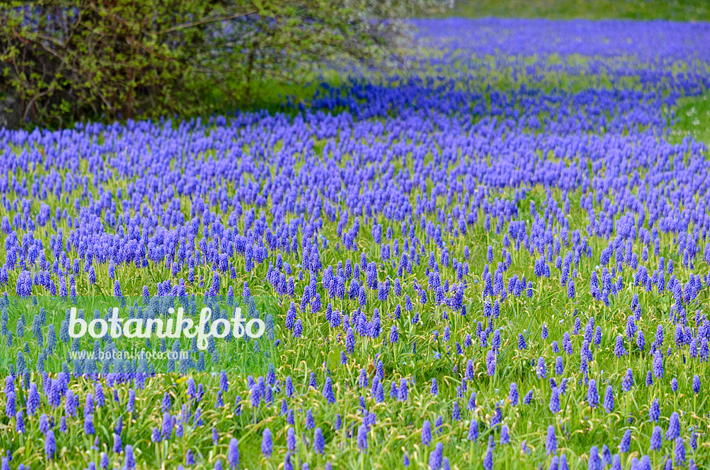 519181 - Muscari d'Arménie (Muscari armeniacum)