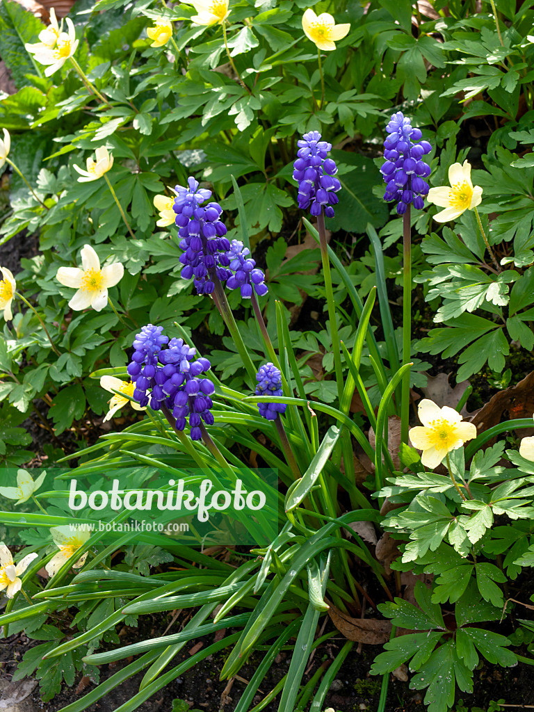 459006 - Muscari d'Arménie (Muscari armeniacum) et anémone (Anemone x lipsiensis)