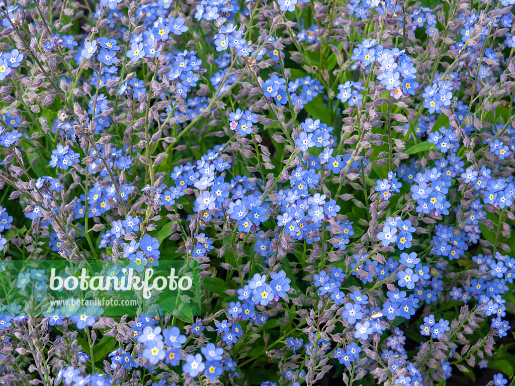 438003 - Myosotis des Alpes (Myosotis alpestris)