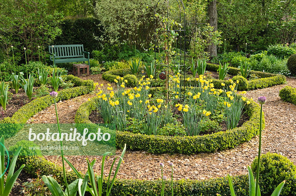 520162 - Narcisses (Narcissus) et buis (Buxus) dans une roseraie