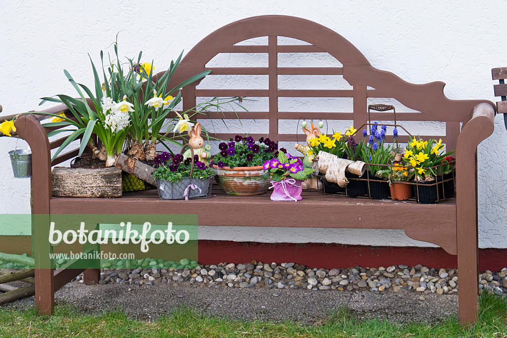 543016 - Narcisses (Narcissus), violettes (Viola), primevères (Primula) et Muscari dans des pots de fleurs sur un banc de jardin