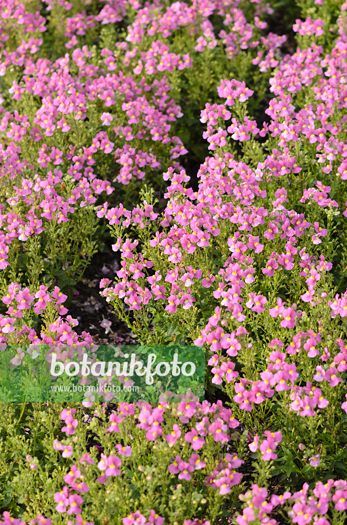 523184 - Nemesia Karoo Pink