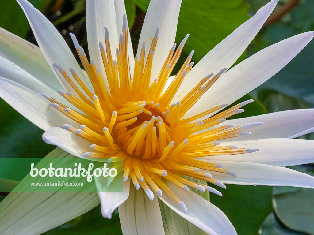 406011 - Nénuphar (Nymphaea micrantha)