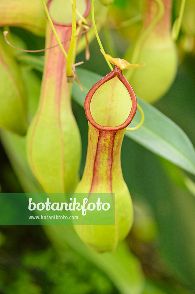 523064 - Nepenthes alata