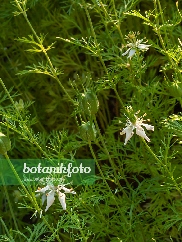 403073 - Nigelle cultivée (Nigella sativa)