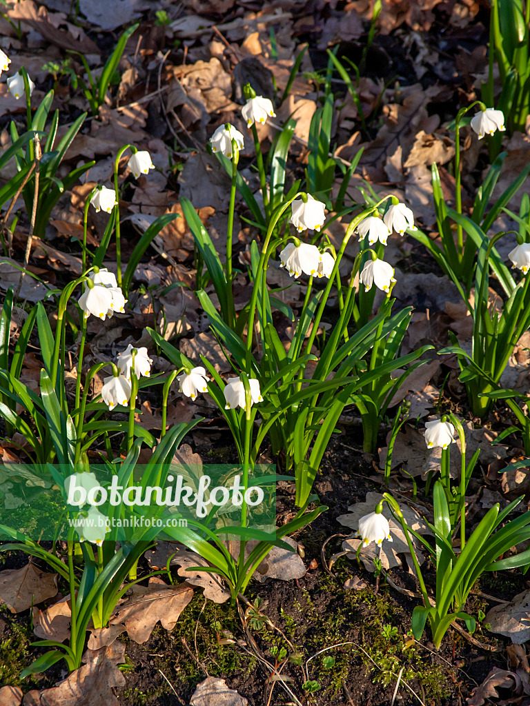 436040 - Nivéole de printemps (Leucojum vernum)