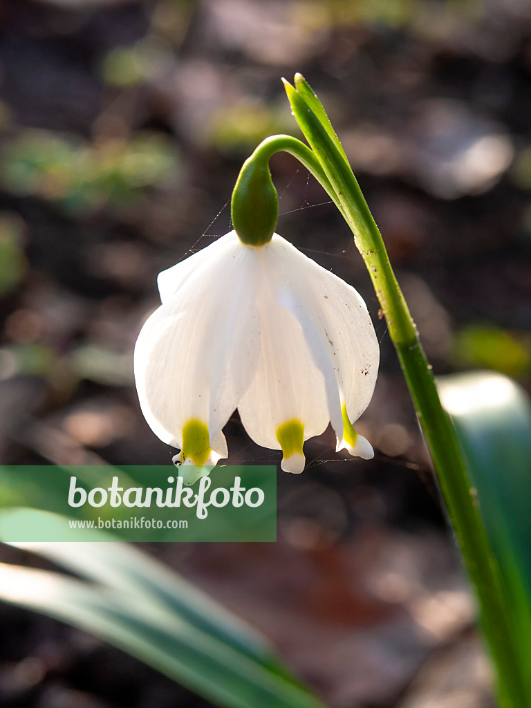 457017 - Nivéole de printemps (Leucojum vernum)