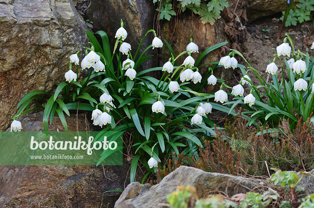 470033 - Nivéole de printemps (Leucojum vernum)