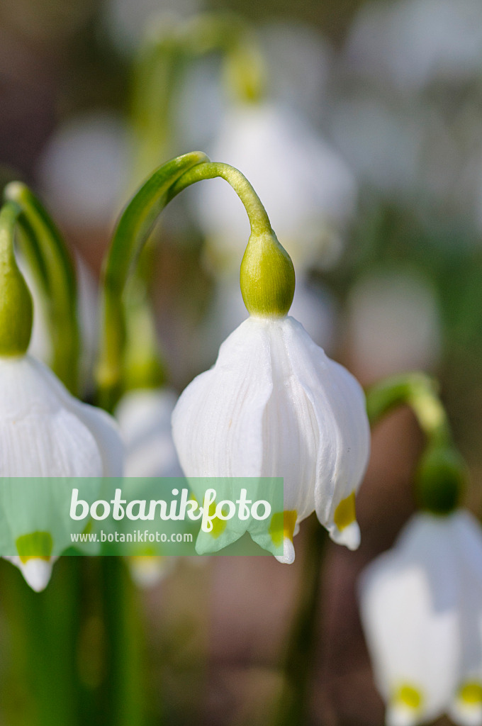 482046 - Nivéole de printemps (Leucojum vernum)