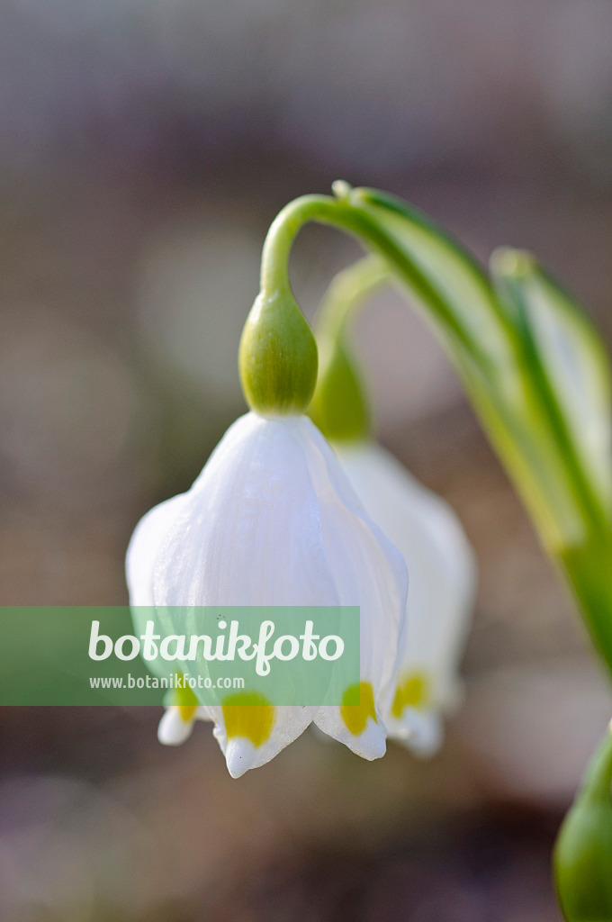 482048 - Nivéole de printemps (Leucojum vernum)