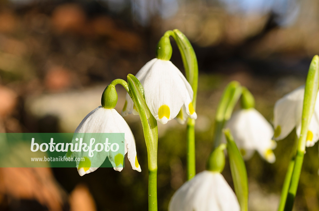 494040 - Nivéole de printemps (Leucojum vernum)