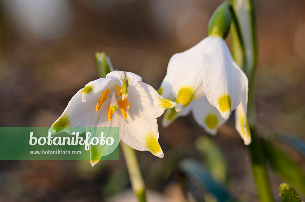 506008 - Nivéole de printemps (Leucojum vernum)