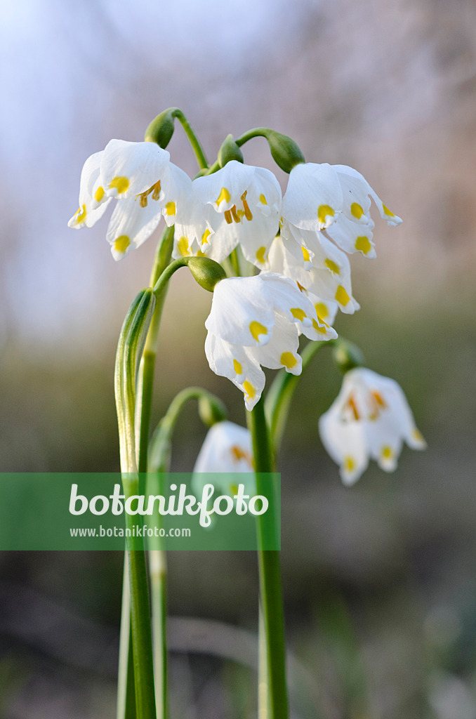 554047 - Nivéole de printemps (Leucojum vernum)