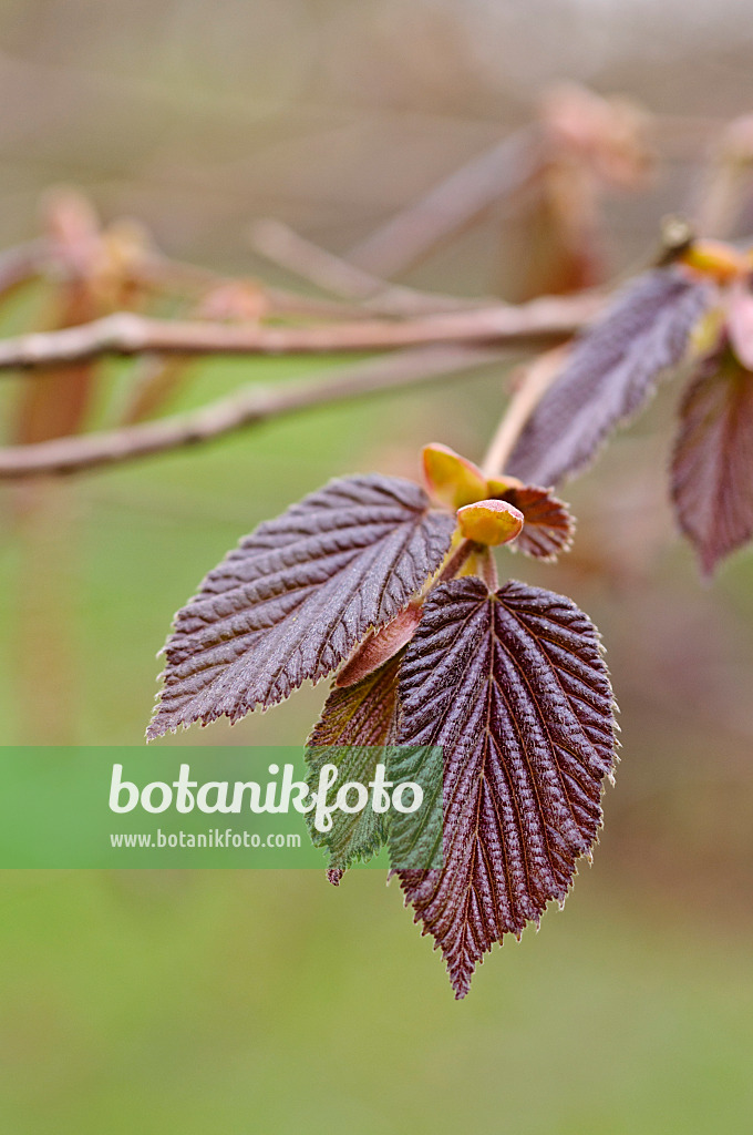 471095 - Noisetier à feuille pourpre (Corylus maxima 'Purpurea')