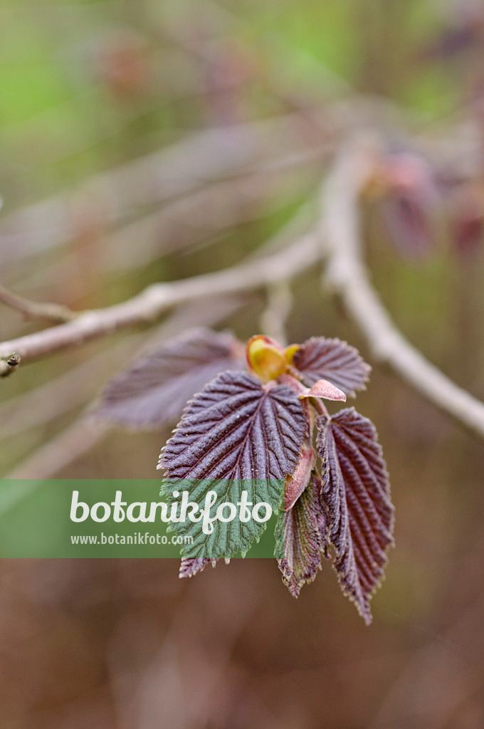 471096 - Noisetier à feuille pourpre (Corylus maxima 'Purpurea')