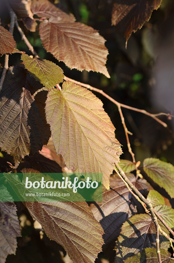 496047 - Noisetier à feuille pourpre (Corylus maxima 'Purpurea')