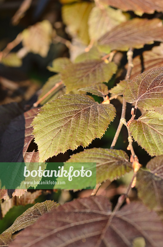 496048 - Noisetier à feuille pourpre (Corylus maxima 'Purpurea')