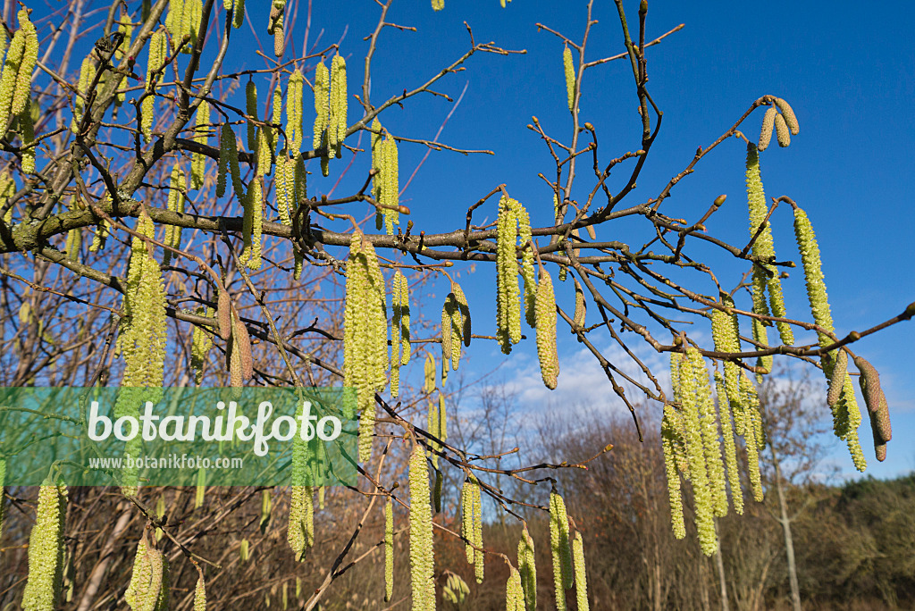 528005 - Noisetier commun (Corylus avellana)