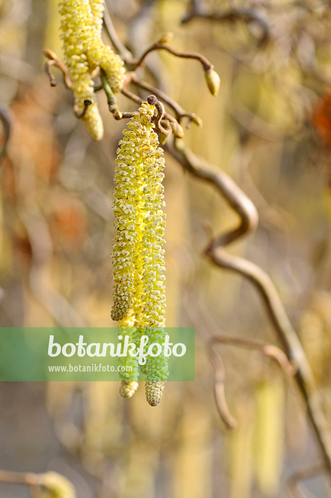 470050 - Noisetier tortueux (Corylus avellana 'Contorta')