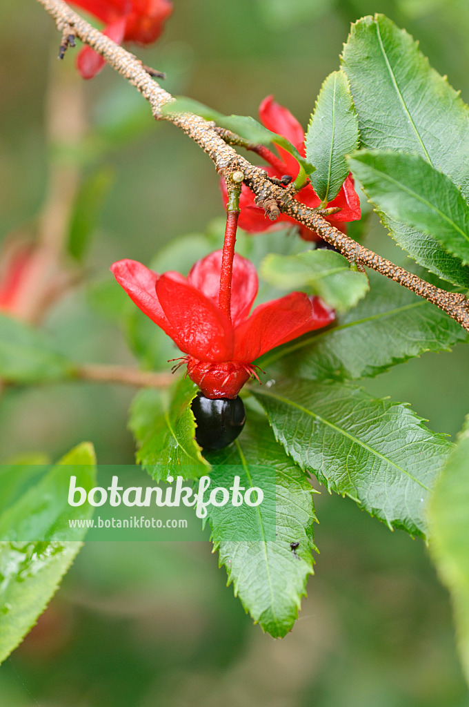 487121 - Ochna serrulata