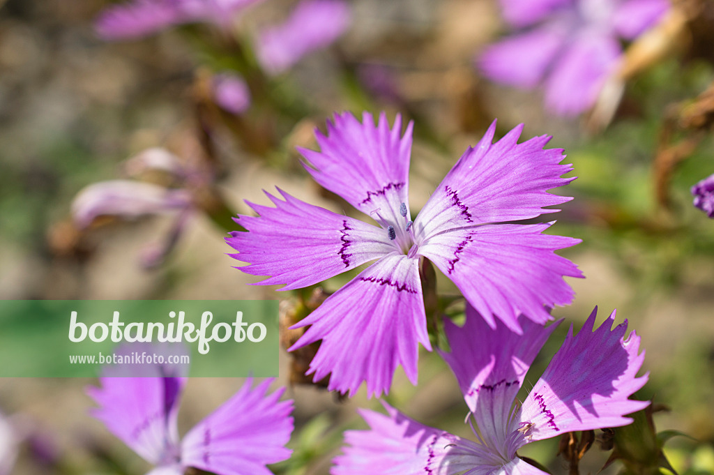 511301 - Œillet de l'Amour (Dianthus amurensis)