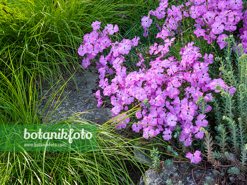 413029 - Œillet de la Pentecôte (Dianthus gratianopolitanus)