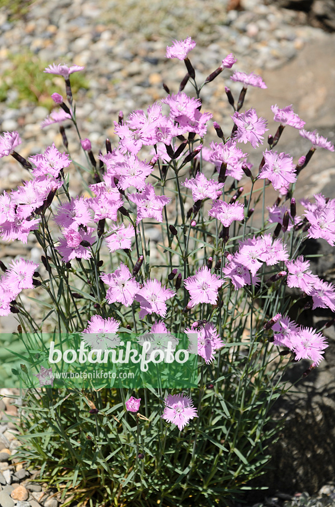 508183 - Œillet de la Pentecôte (Dianthus gratianopolitanus 'Bath's Pink')