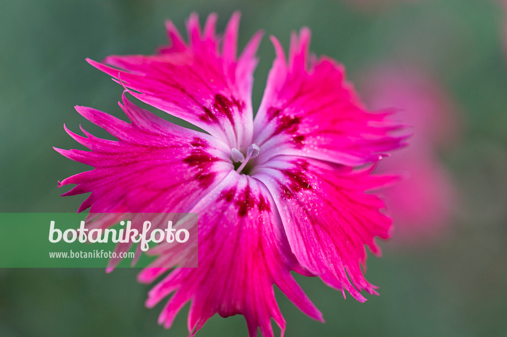 513005 - Œillet de la Pentecôte (Dianthus gratianopolitanus)