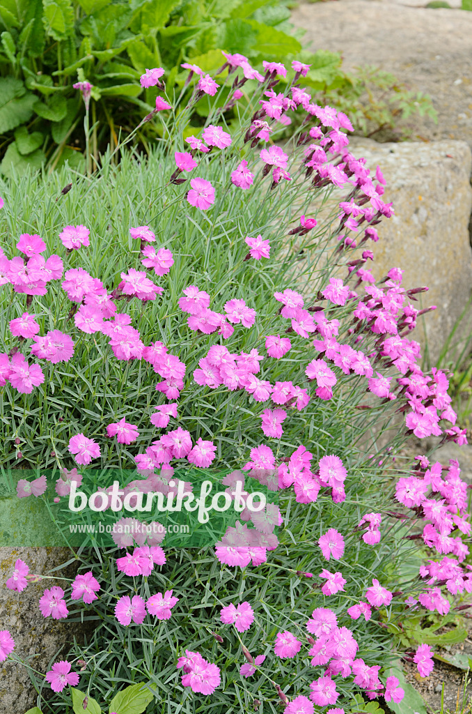 520430 - Œillet de la Pentecôte (Dianthus gratianopolitanus)