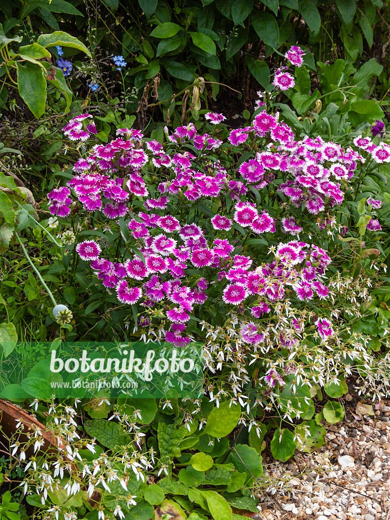 402170 - Œillet de poète (Dianthus barbatus)