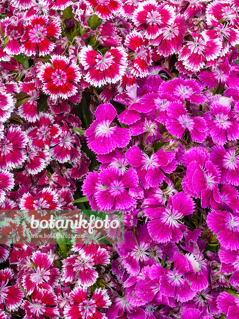 414066 - Œillet de poète (Dianthus barbatus)