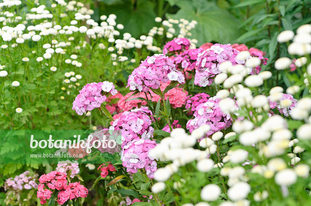 486067 - Œillet de poète (Dianthus barbatus)