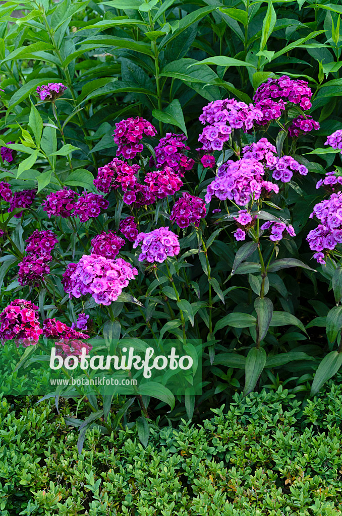 497225 - Œillet de poète (Dianthus barbatus)