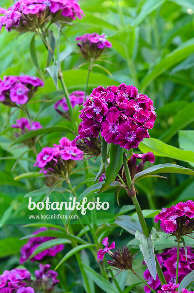 497226 - Œillet de poète (Dianthus barbatus)