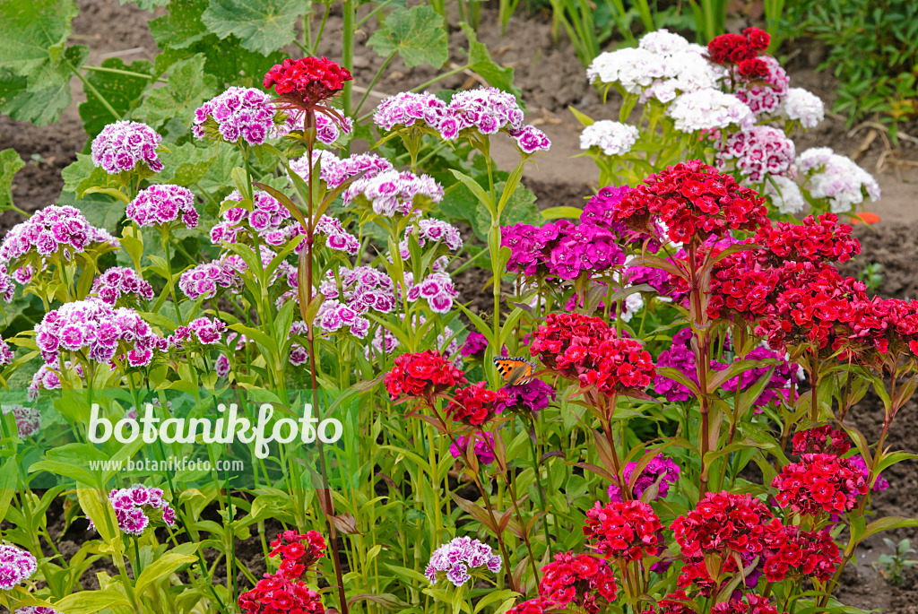 500188 - Œillet de poète (Dianthus barbatus)