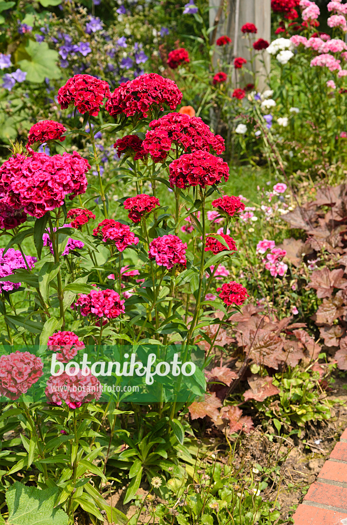 521384 - Œillet de poète (Dianthus barbatus)