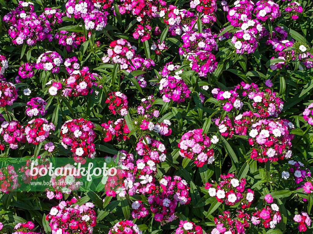 439267 - Œillet de poète (Dianthus barbatus 'Noverno Clown')