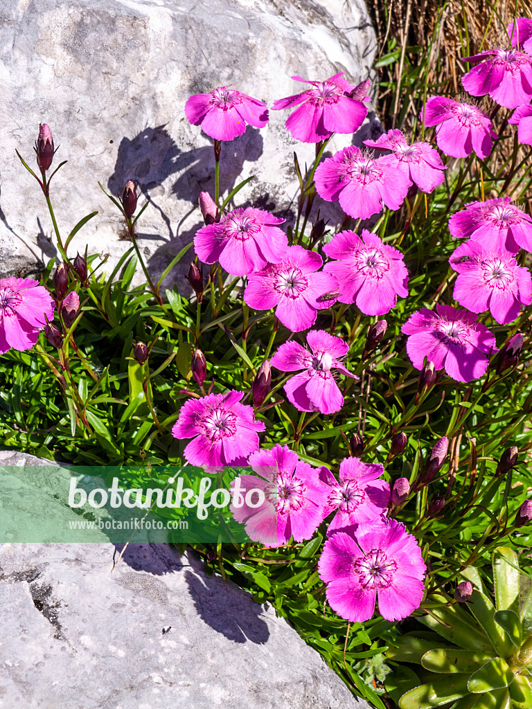 439344 - Œillet des Alpes (Dianthus alpinus)