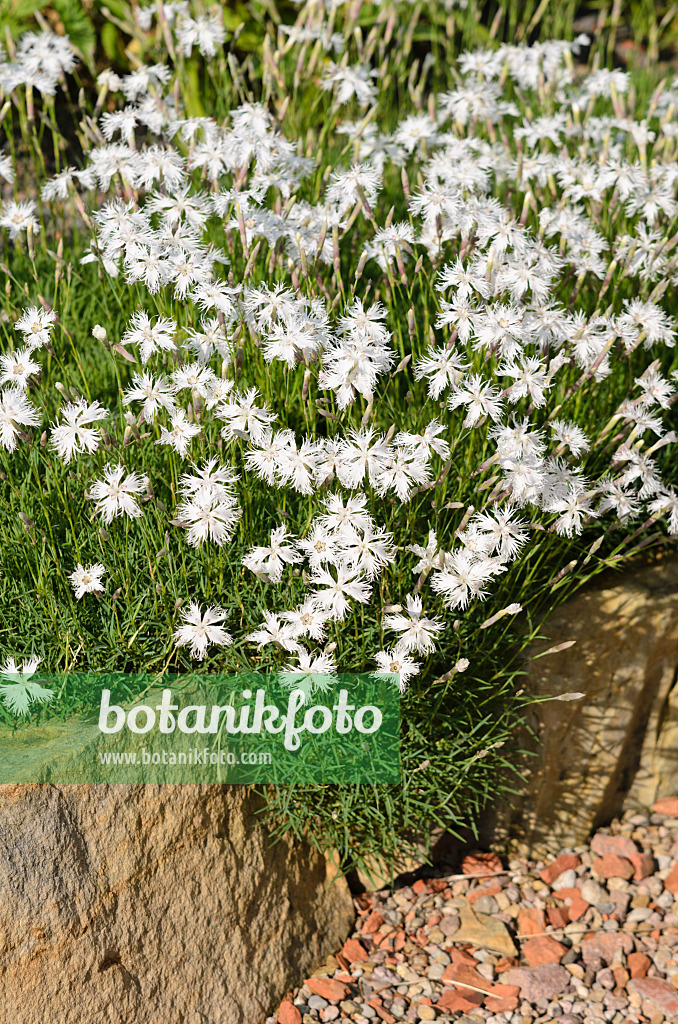 521111 - Œillet des sables (Dianthus arenarius)