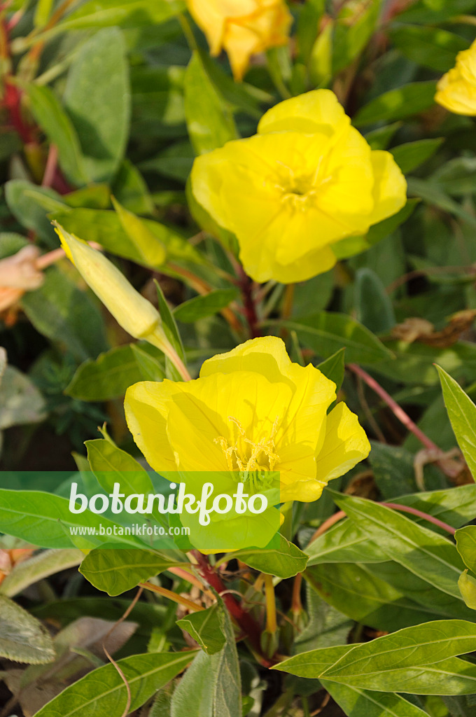 488061 - Onagre de Missouri (Oenothera macrocarpa syn. Oenothera missouriensis)