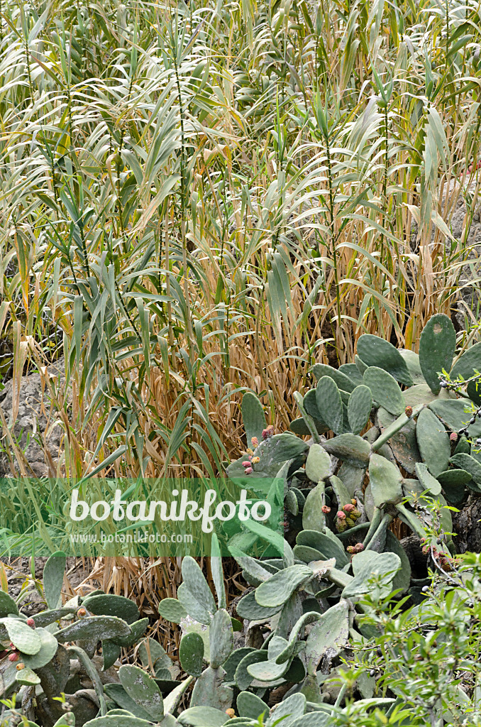 564192 - Oponce (Opuntia ficus-indica), Gran Canaria, Espagne