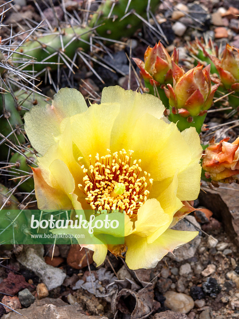 426302 - Oponce (Opuntia humifusa x fragilis 'Smithwick')