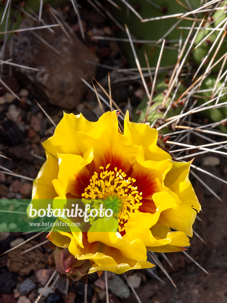 426194 - Oponce (Opuntia phaeacantha var. camanchica 'Longispina')