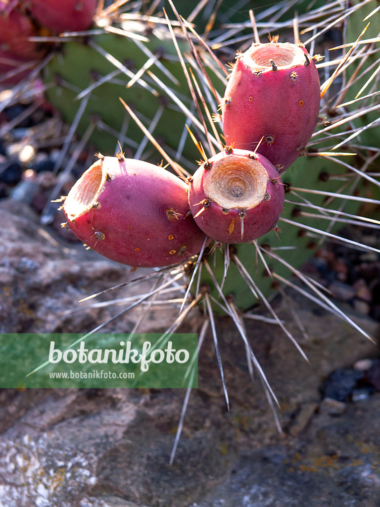 430137 - Oponce (Opuntia phaeacantha var. camanchica 'Longispina')