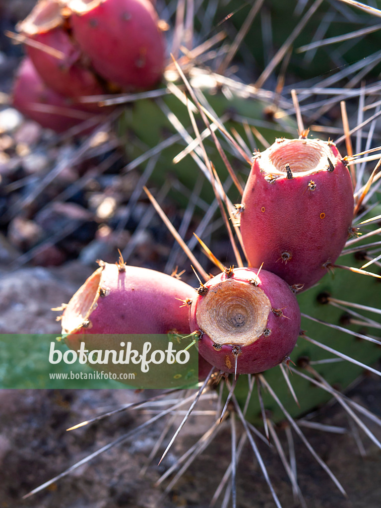 430138 - Oponce (Opuntia phaeacantha var. camanchica 'Longispina')