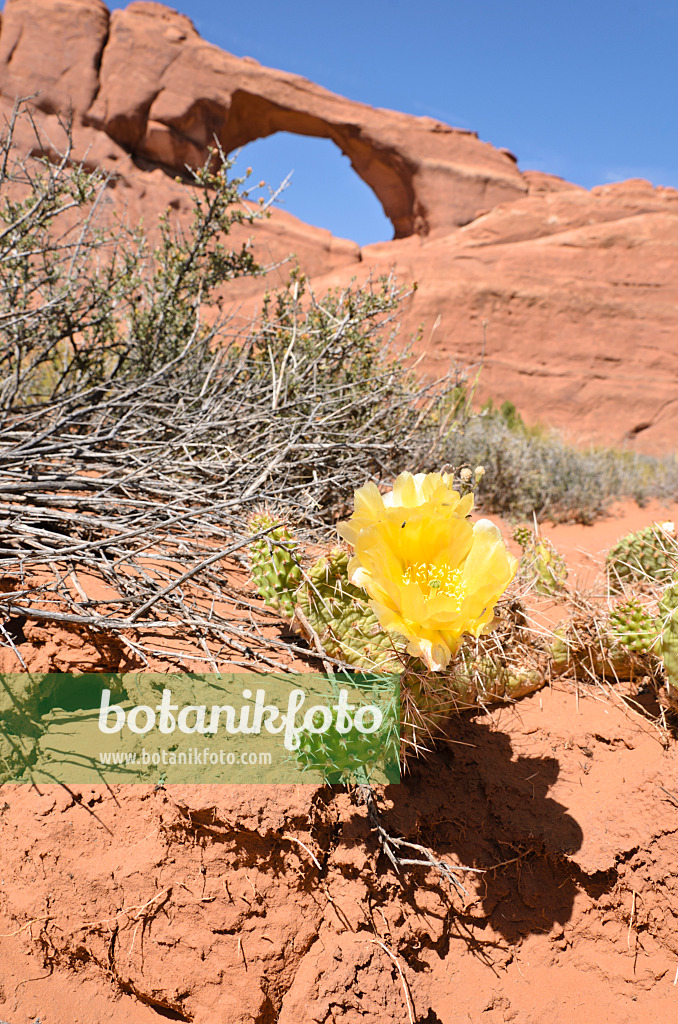 508282 - Oponce (Opuntia polyacantha) à Skyline Arch, parc national des Arches, Utah, États-Unis