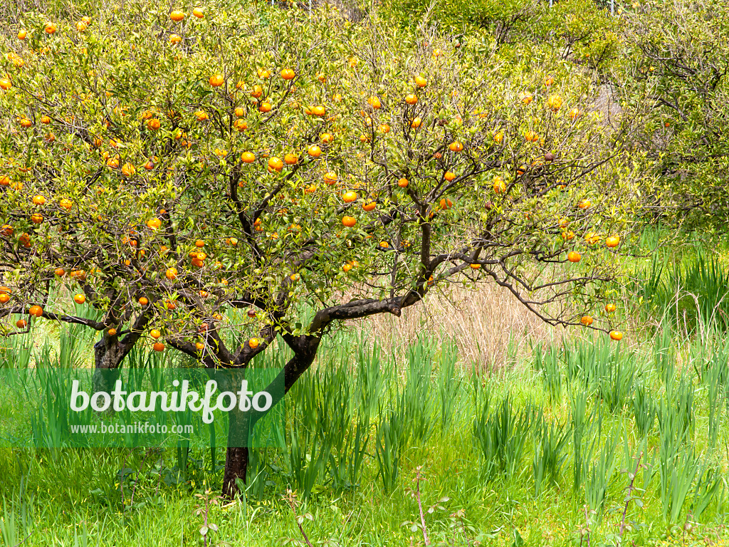 424082 - Oranger (Citrus sinensis)