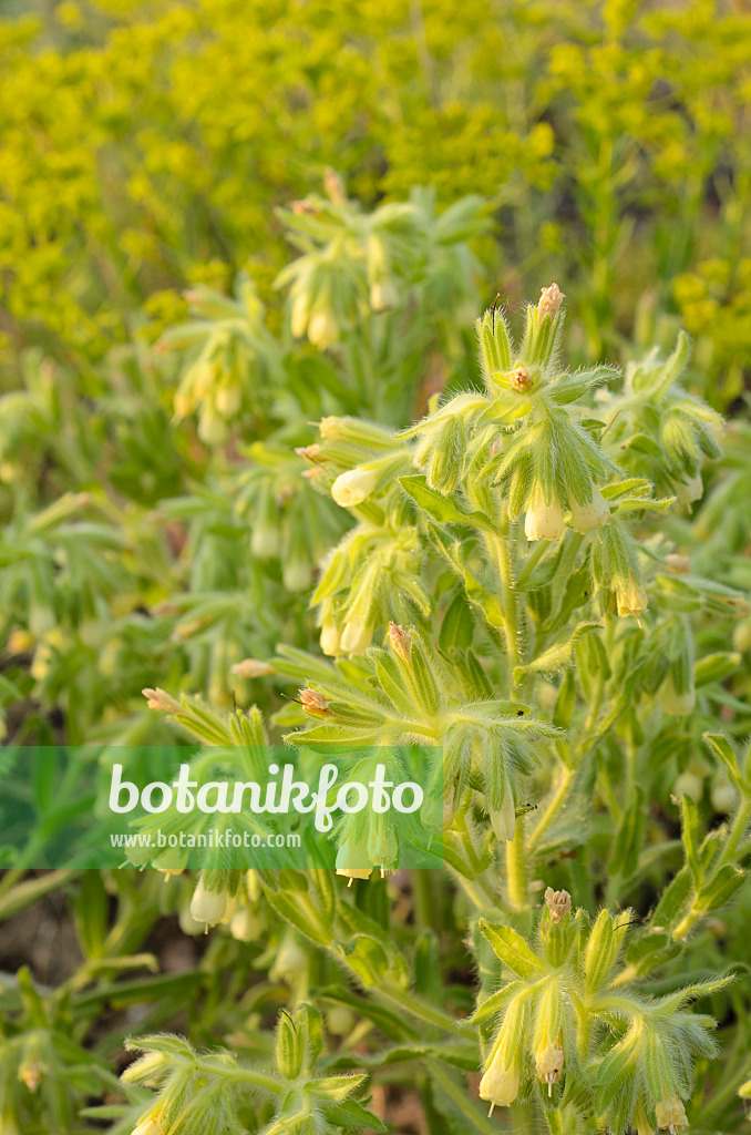 508544 - Orcanette des sables (Onosma arenaria)