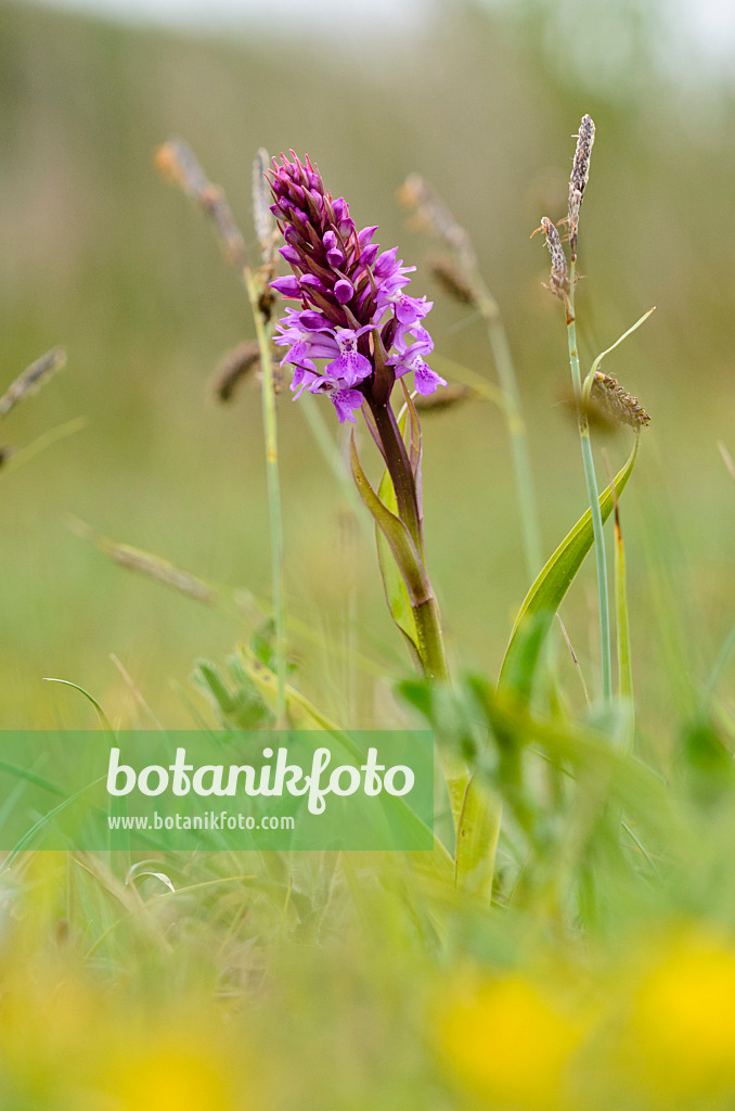 533382 - Orchis négligé (Dactylorhiza praetermissa)