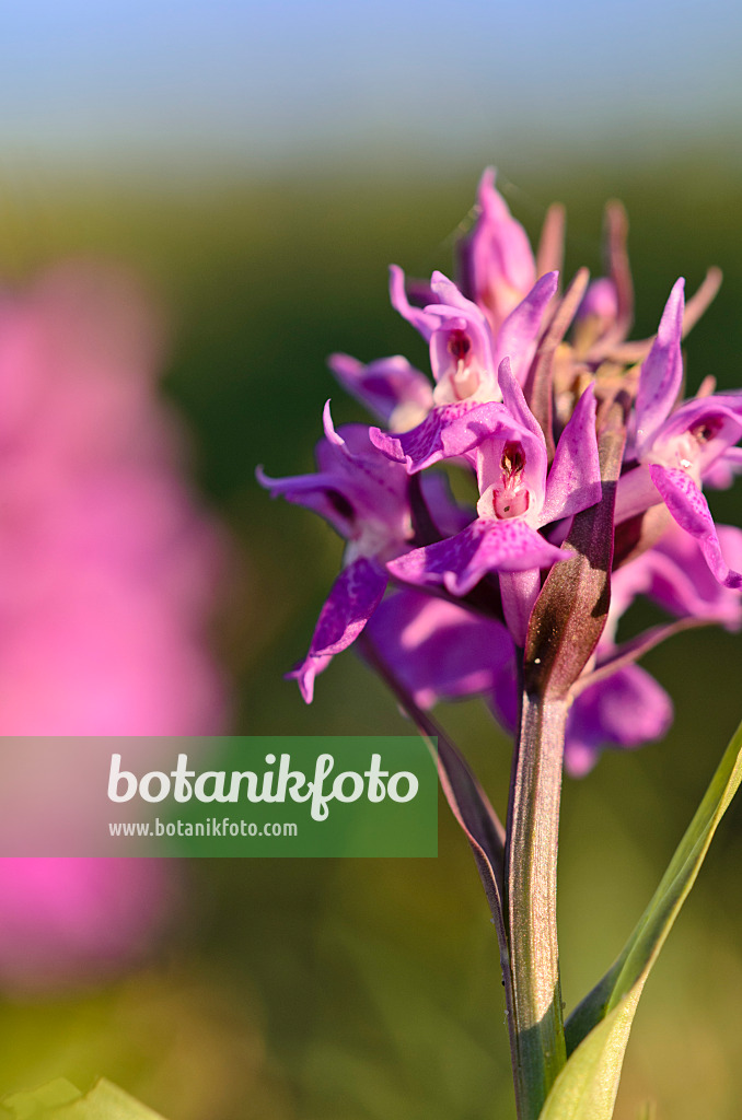 533441 - Orchis négligé (Dactylorhiza praetermissa)